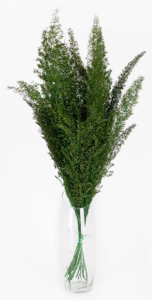 Rośliny stabilizowane, Asparagus