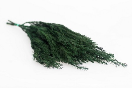 Rośliny stabilizowane, Cryptomeria
